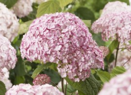 hydrangea arborescens candybelle bubblegum